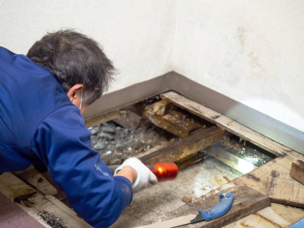 Best Mold Remediation for Schools in Fulton, NY