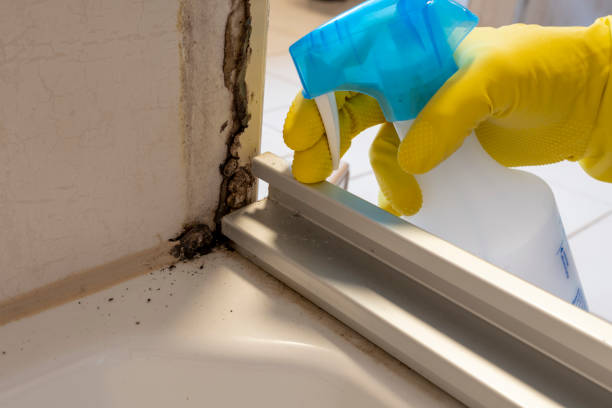 Best HVAC Mold Remediation in Fulton, NY