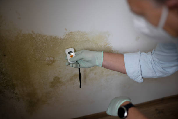 Best Attic Mold Remediation in Fulton, NY
