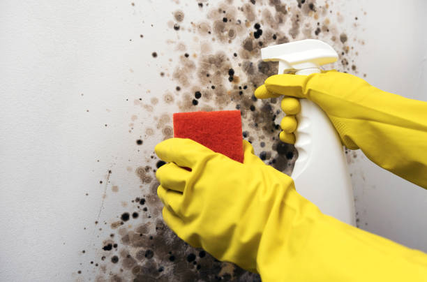 Best Mold Testing and Inspection Services in Fulton, NY